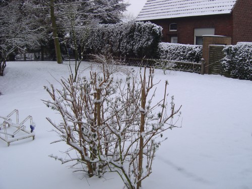 Schnee Schnee